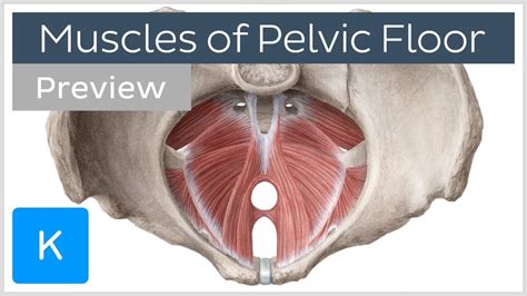 Anatomy Muscles Pelvis / Anterior Muscles Of The Pelvis : Muscles of ...