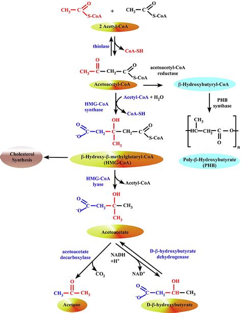 Ketone Body Synthesis