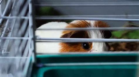 How Big Should A Guinea Pig Cage Be? - Petz