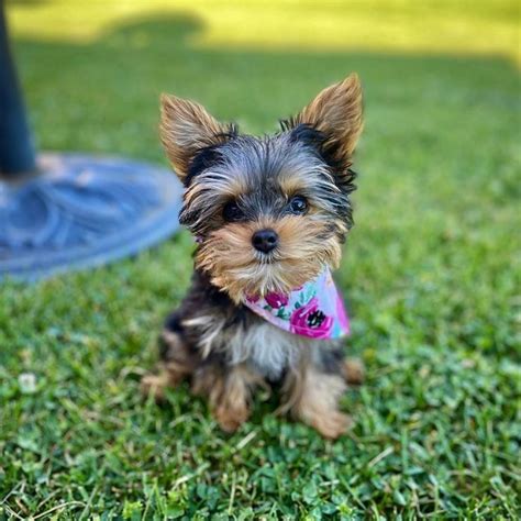 Definitive Guide to Yorkie Puppy Care • Yorkies Gram