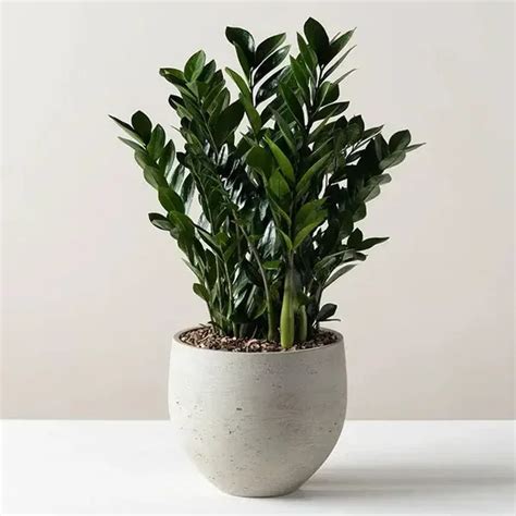 ZZ Plant: How to Grow and Care for Your New ZZ Plant - House Plants Expert