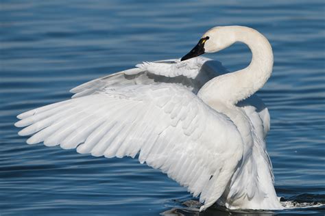 Tundra Swan | Audubon Field Guide