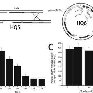 Complementation of histidine auxotrophy confers plasmid stability ...