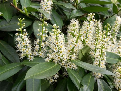 Growing Cherry Laurel Plant - How To Care For Cherry Laurel