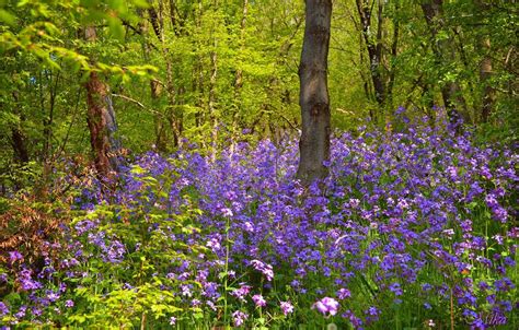 Wallpaper Spring, Forest, Flowers, Flowers, Spring, Forest images for ...