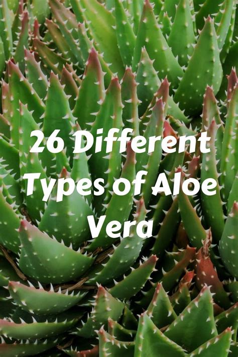 Succulent Different Types Of Aloe Vera Plants