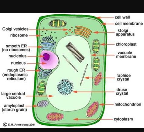 Draw a plant cell and label the parts which a.determines the function ...