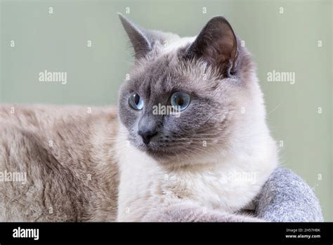 Portrait of a Thai cat with blue eyes and expressive eyes Stock Photo ...