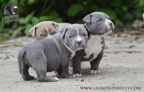 Adorable American Bully Puppies for Sale