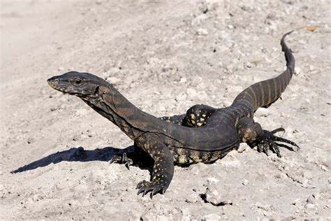 File:Goulds Sand Goanna SW WA.jpg - Wikipedia