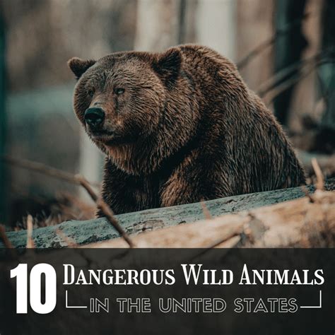 The Top 10 Most Dangerous Wild Animals in the U.S.A. - Owlcation