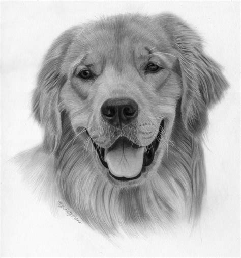 Drawing Lesson - How to Draw A Golden Retriever | Disegni a matita ...