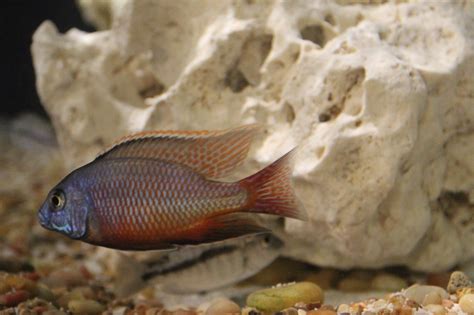 Protomelas taeniolatus Red Empress Cichlid Male Red Empress ...