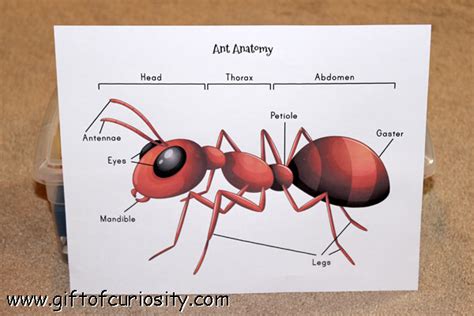 Teaching kids about ant anatomy {insect printable} - Gift of Curiosity