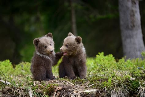 Grizzly Bear Cubs Playing