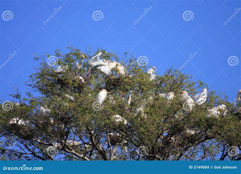 Egret Birds Nesting In Trees Stock Images - Image: 3749084