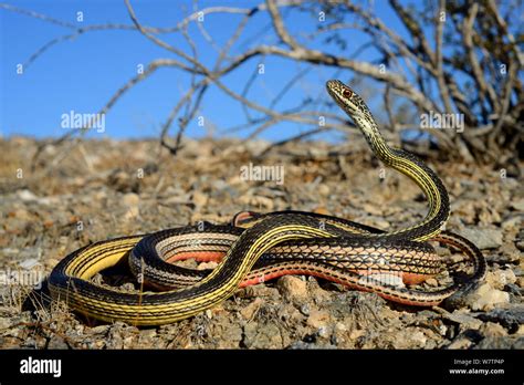 Central texas whipsnake striped whipsnake hi-res stock photography and ...