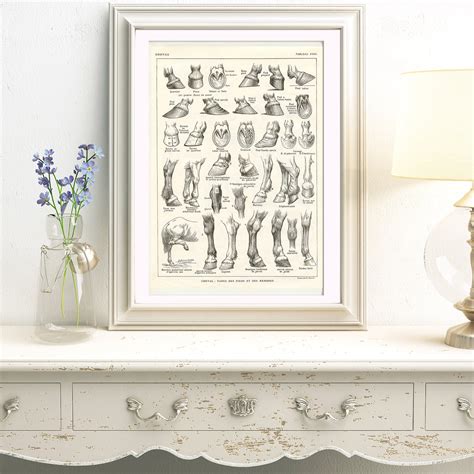 1921 Antique horse leg/back conformation print