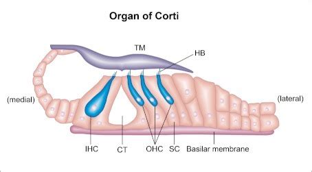 Schematic representation of the organ of Corti. The fig | Open-i