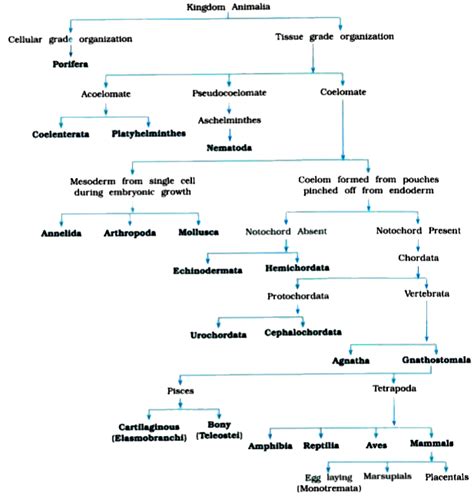 Animal Classification Chart