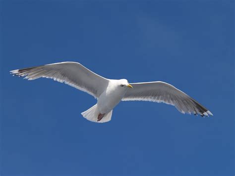 The Seagull Speaks: Animal Totems: Seagull