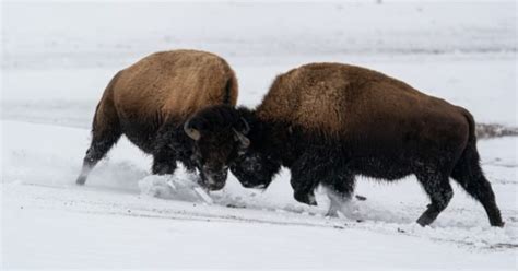 Bison vs Buffalo: 6 Key Differences - IMP WORLD