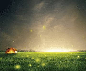 Free download | Night sky fireflies grass background, night, sky ...