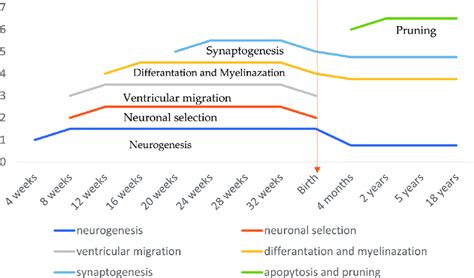 Timeline of brain development. | Download Scientific Diagram