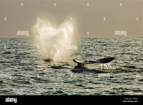 Gray whale / Gray Whale (Eschrichtius robustus) on their migratory ...