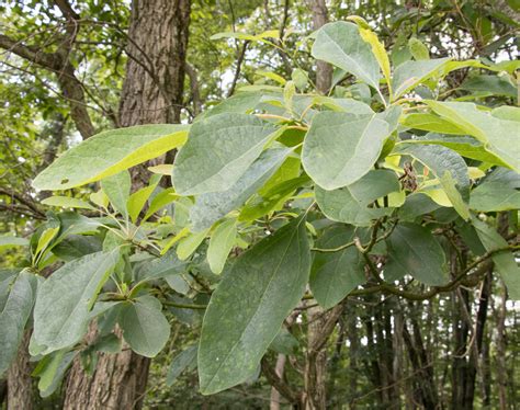 Sassafras Tea — Roots, Game, and Trail