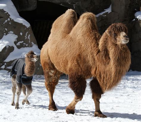 Baby Bactrian Camel in Snow 2-3-14 Part 2 (3 of 7) | Flickr