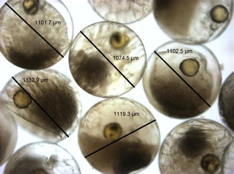 Figure 1 from Reproductive broodstock performance and egg quality of ...