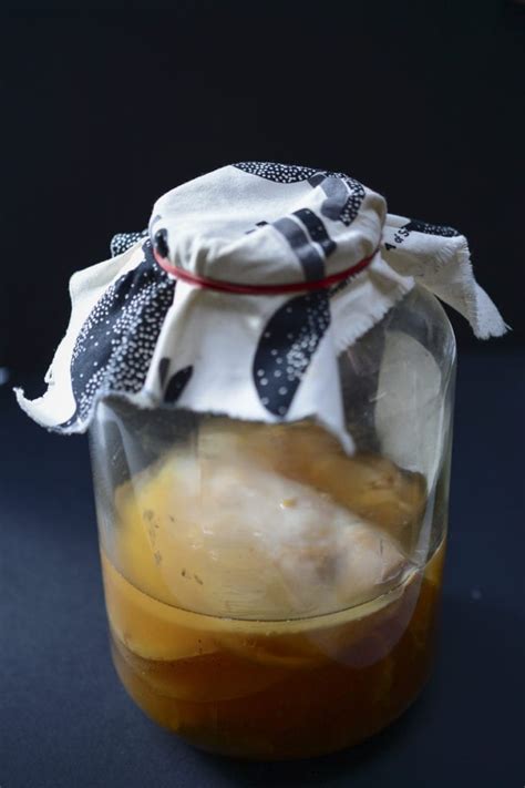 Kombucha SCOBY - EDIBLE ALCHEMY