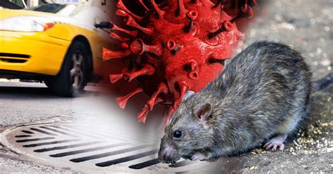 'Rat Covid' variant may be emerging from New York City sewers