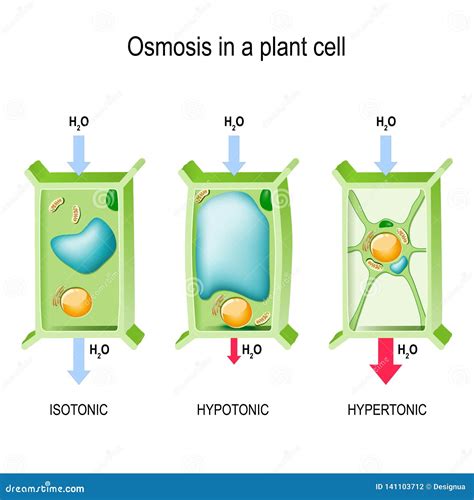 Osmosis Diagram Labeled