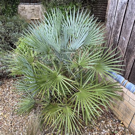 Chamaerops humilis 'Cerifera' - Big Plant Nursery