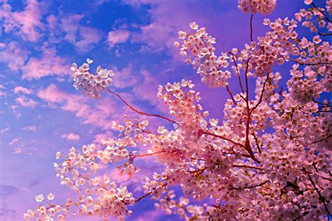 Cherry Blossom Tree 4k 5k Wallpaper,HD Nature Wallpapers,4k Wallpapers ...