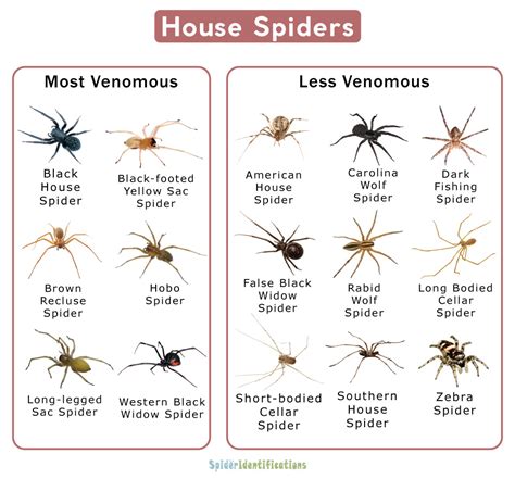 Types of House Spiders: List with Pictures