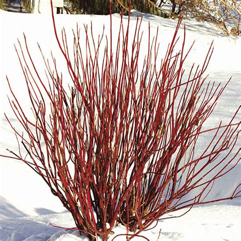 Red osier dogwood - 2 gal