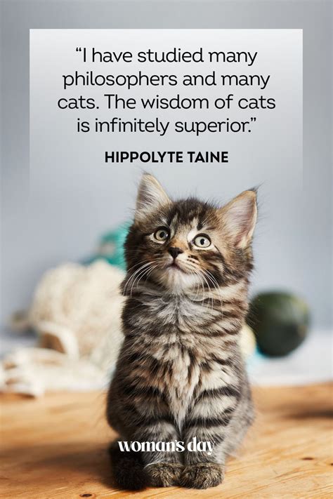 45 Best Cat Quotes - Cute Cat Sayings to Describe Your Kitten