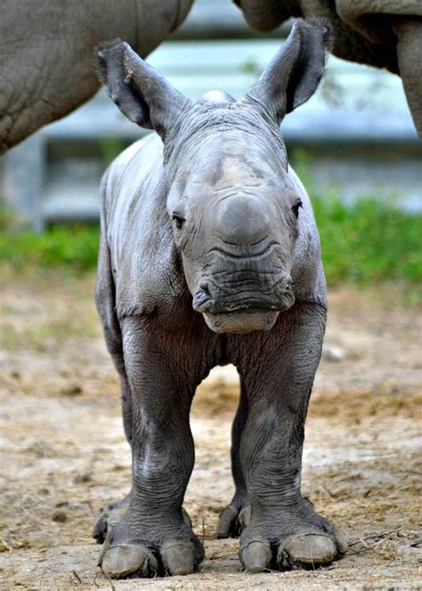 White Rhino Baby Named for Pioneering Conservationist - ZooBorns