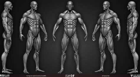 Human Anatomy Zbrushcentral – NBKomputer