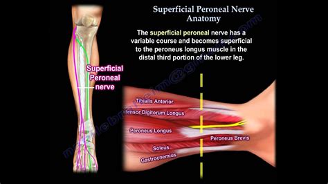 Common Peroneal Nerve