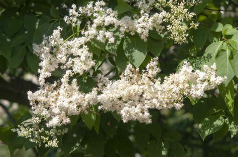 How to Grow and Care for a Japanese Lilac Tree