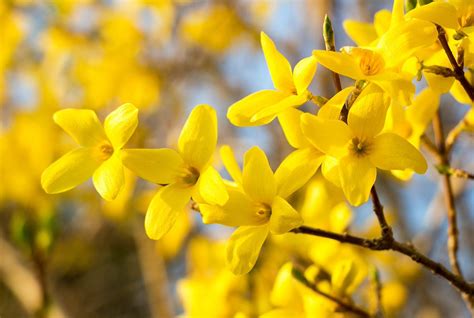 Forsythia: An Early Spring, Yellow Flower, Weather Forecaster ...