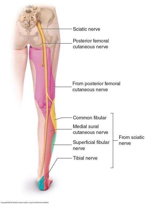 Pathologic Disc Conditions of the Lumbar Spine and Sciatica