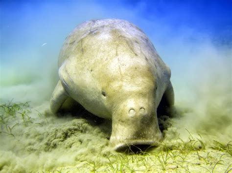 Endangered Animals of the Mangrove Forests