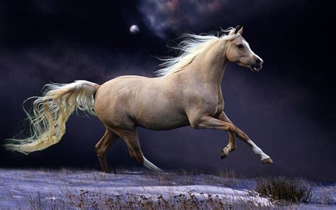 Running Horse Wallpapers - Top Free Running Horse Backgrounds ...