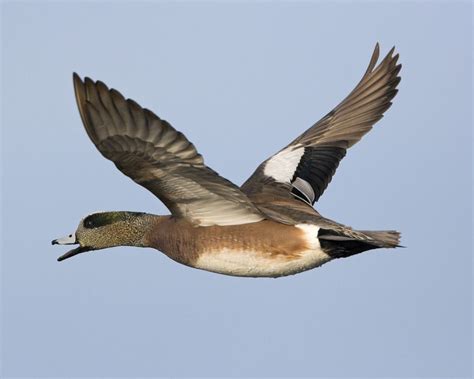 American Wigeon | American, Dabbling duck, Field guide