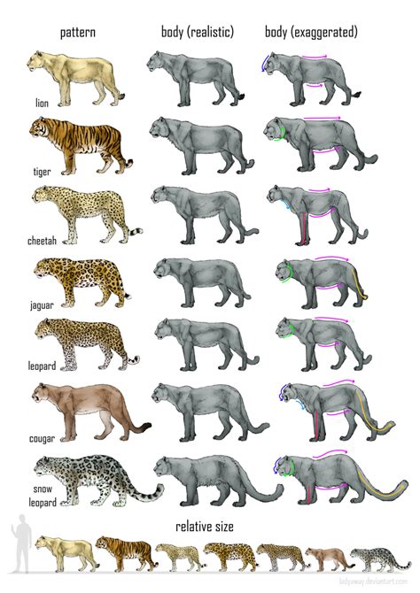 Big cats comparison: reference sheet by LadyAway.deviantart.com on ...